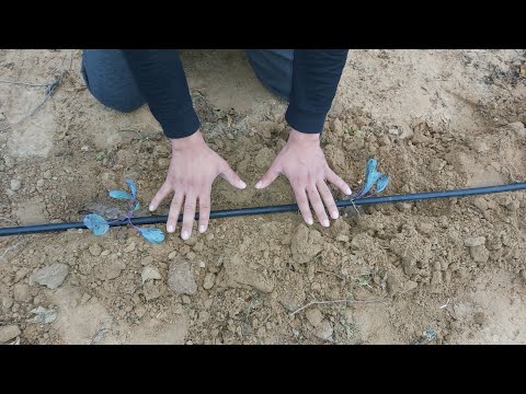فيديو: زراعة الكرنب الصيني في الحقول المفتوحة