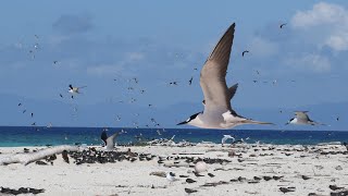 Tern birds  The video part1