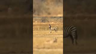 africa wild animals and wild animals things-malamala safari moments animals2021 wildanimals Lion