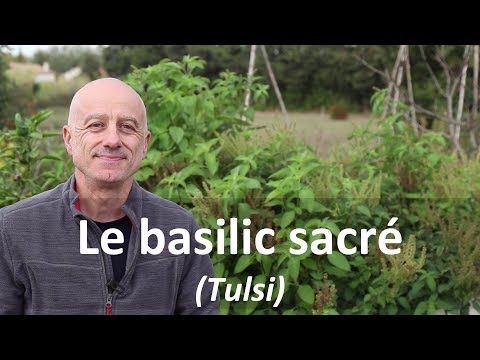 Vidéo: Basilic: 6 Propriétés Curatives