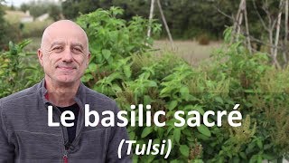 Quelle est la différence entre le basilic et le basilic sacré ?