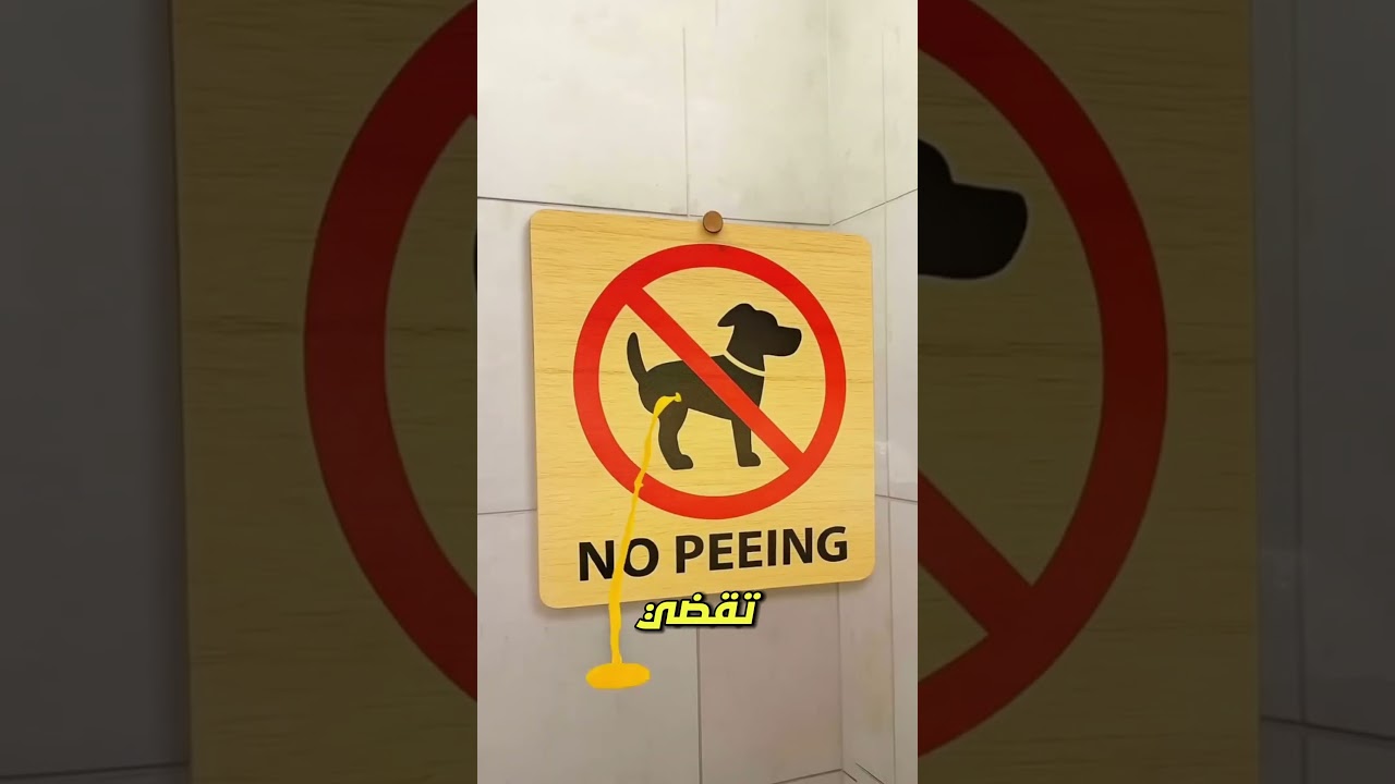 عندما شعر سونو فجأة بحاجة قوية لقضاء حاجته 😳💨