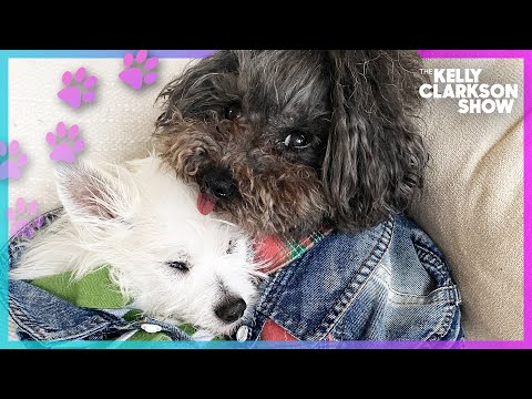 Grumpy Dog Changes Attitude After Making New Friend