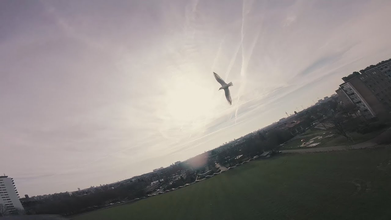 Bird of play - One shot