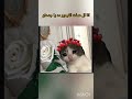 فيروز قالت تتشهر قامت قلبت قطه 