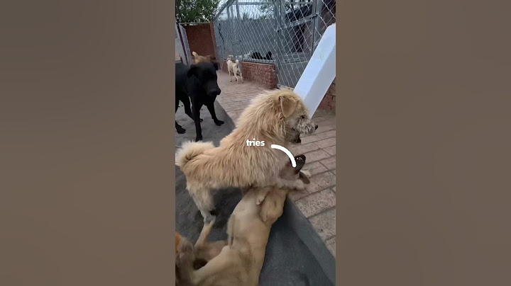 Why Do All Dogs Respect The Alpha Dog King Charles?
