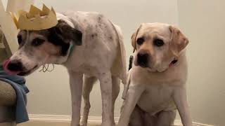 Monty python sweaded w pets
