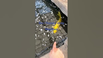 Bro really does exist #stevenuniverse #pokemon #music #funny #memes