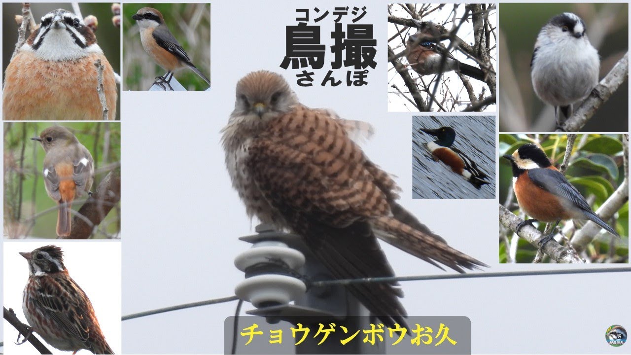 コンデジ鳥撮散歩 チョウゲンボウお久 ヒバリが鳴き続けられるのは何故 兵庫県 北播磨 Youtube