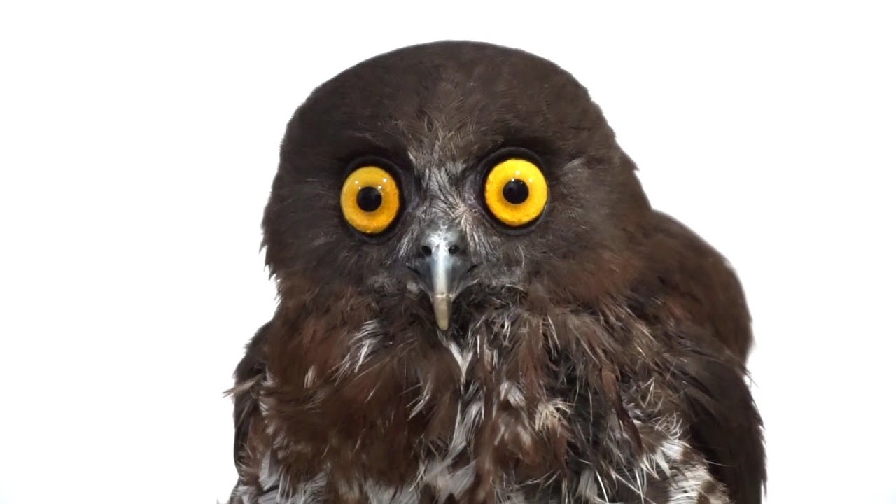 This beautiful Hawk Owl is adorable! 