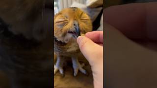 Cara melatih burung hantu agar jinak #burunghantu #owl #animal #funny