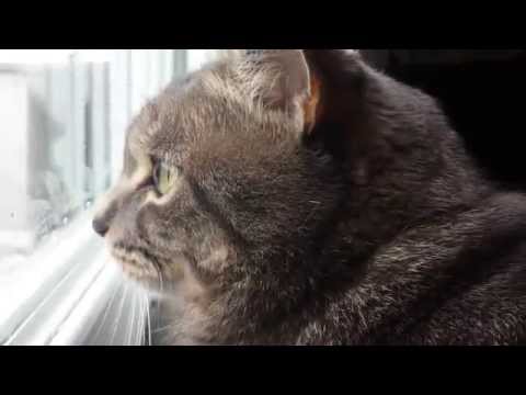 cat-making-funny-noises-seeing-a-bird