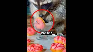 Why Raccoons Wash Their Food 🤔 #shorts