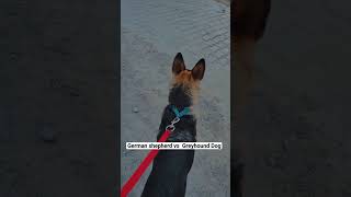 German shepherd vs Greyhound Dog doglover gsd greyhound shorts trending viral shortsviral