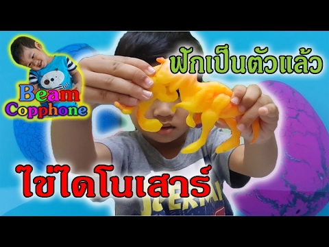 น้องบีม | ไข่ไดโนเสาร์แช่น้ำลุ้นของเล่น Dinosaur Egg