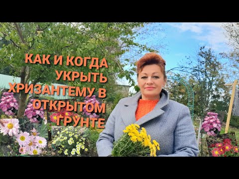 WHEN AND HOW TO COVER CHRYSANTHEMUMS IN OPEN GROUND SHARING MY EXPERIENCE