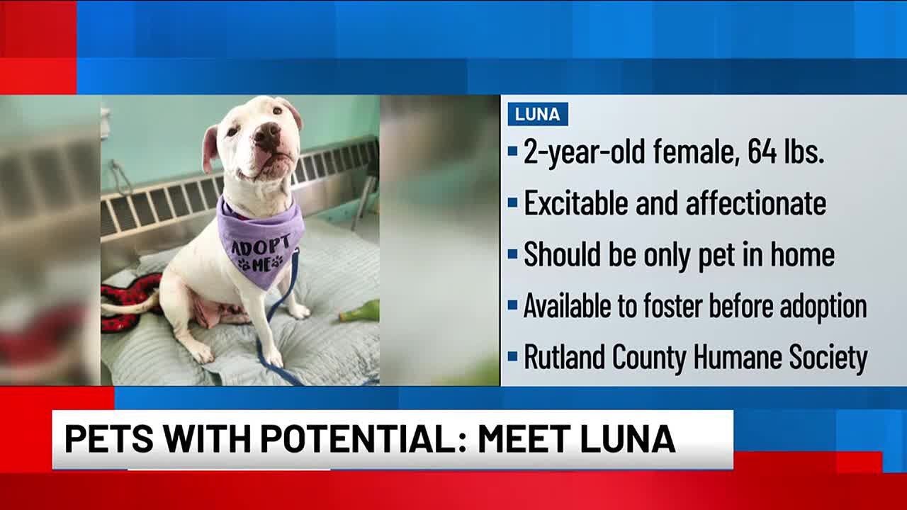Pets with Potential: Meet Luna, Buttons, and Stella