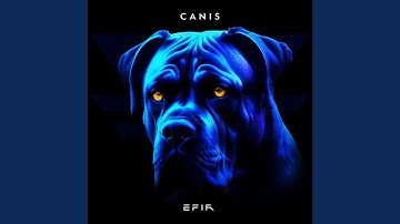 Canis