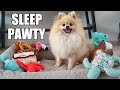 Daily life routines  episode 5  pomeranian puppy  new dog bed