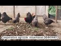 ماشاء الله أجمل سلالات الدجاج البياض والاحمة التعاونية الفلاحية السمنات عنوان للجودة 0644144113 