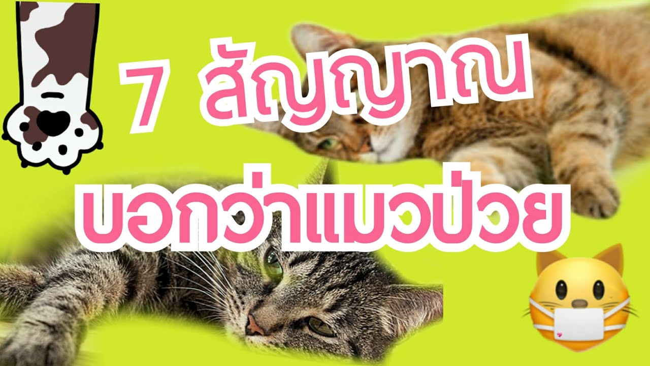 7 สัญญาณ ที่บอกว่าแมวป่วย | Cat story |