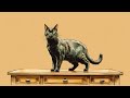 【Healing BGM】Escape from a hard day with cat [jazz piano Radio ]_1hour