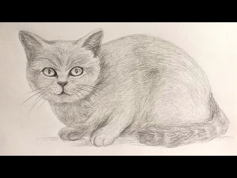Video: Cách Vẽ Một Con Kangaroo Bằng Bút Chì