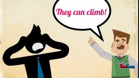 Movement of Cockroach