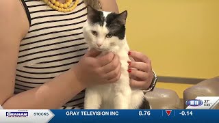 WATCH: Capital Humane Society joins us with Doppler