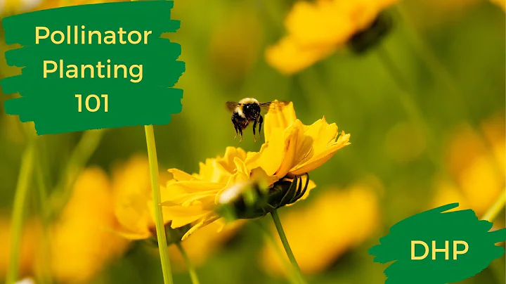 How To Plant Wildflowers for Pollinators and Other Wildlife