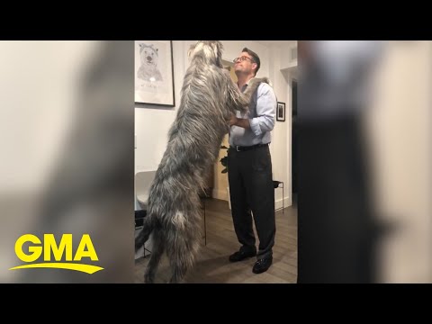 Video: 15 Nume de Wolfhound irlandez de la mitologia irlandeză