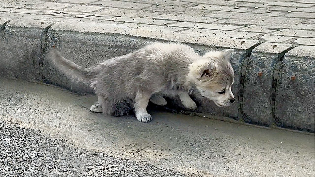 « Пожалуйста, спаси меня! » Брошенный щенок с сломанной ногой в отчаянии тянулся ко мне