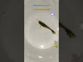 Guppy fish breed name part 10 #shortsfeed #fish #guppyfish #fishshorts