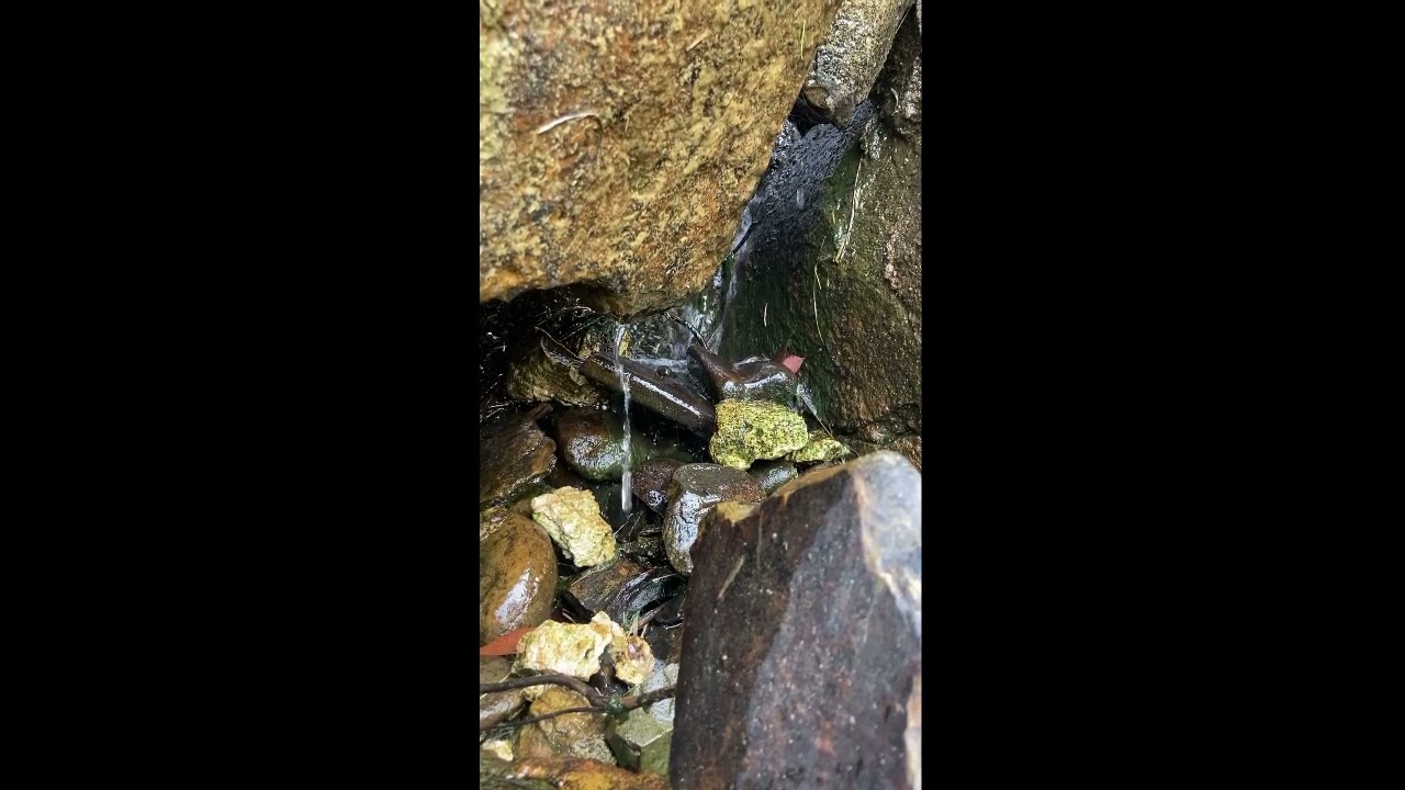 Bite-sized nature, Sound on! clear water trickling and dripping, pobblebonk frogs calling 