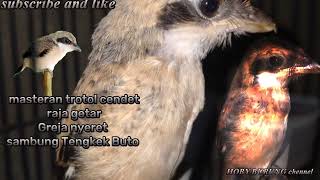 Masteran Trotol Cendet Sadis Tembakan Raja Getar Greja Nyeret Sambung Tengkek Buto Jernih Mudah