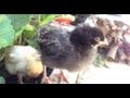 Baby chickens in strawberry patch:)