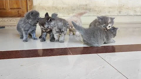 Video 7317321: persiancat persiankitten cat kitten, russianbluecats kitten, funnykittens cats kittens