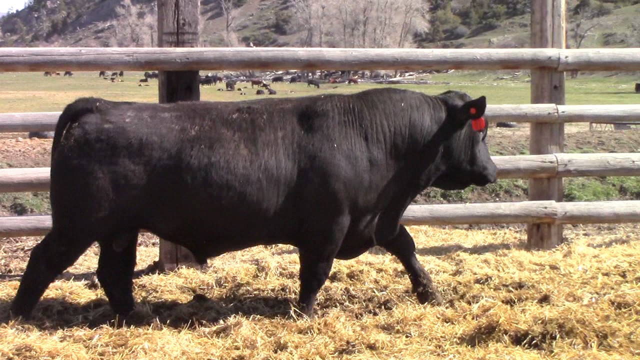 Felton Angus Ranch Grass Time Auction Lot 10 YouTube