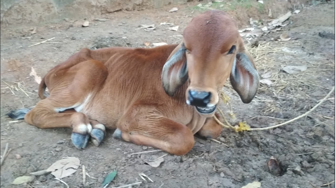 Long ear cow | Gir