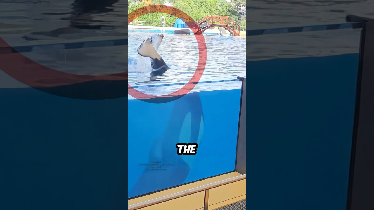 The Best Tamed Orca Ever Seen!