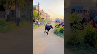 🛑|| BUFFALO RACE KOLHAPUR ||🛑#shorts #arfyads