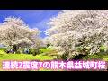 満開桜🌸熊本県益城町秋津川河川公園桜🌸Long ver.