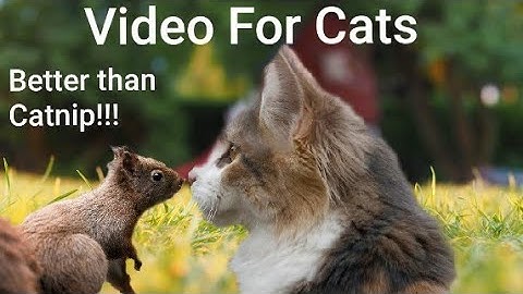Video For Cats to Watch - Squirrel OBSESSED - 8 Hours of Visual Catnip!