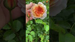 Personal review of English shrub Rose Port sunlight from david - austin