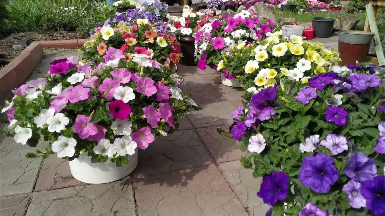 Как выглядят сформированные миксы петуний перед высадкой в кашпо - YouTube