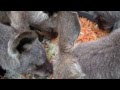 ひびき動物ワールドのカンガルー の動画、YouTube動画。
