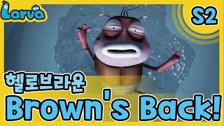 LARVA S02 | 라바 시즌 2 | Episode | 004_헬로 브라운(Brown’s Back!) | 케이블_BOX