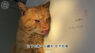 小流浪跑来敲窗求救，它真的好会#我和流浪猫的故事 #流浪猫救助 #关爱流浪动物 #让爱回家流浪救助