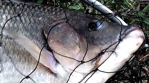 How to Detect Tilapia On The Lake Bottom - Touch  Fishing Tips - Cách Câu Rà ố Cá Rô Phi