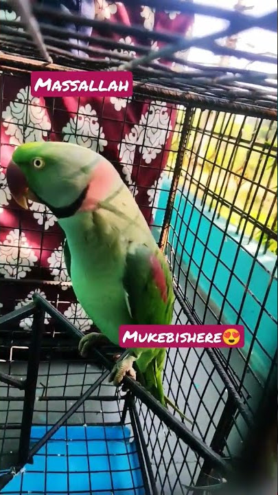 burung beo berbicara Assalam walikum 😍 | #shorts #talkingparrot #assalamualaikum #burungbeo